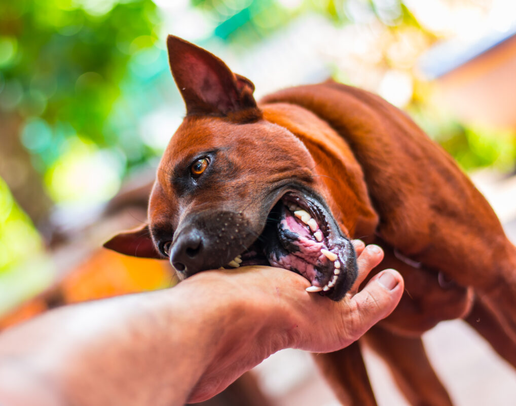 Understanding the Statute of Limitations for Dog Bite Cases in Oklahoma